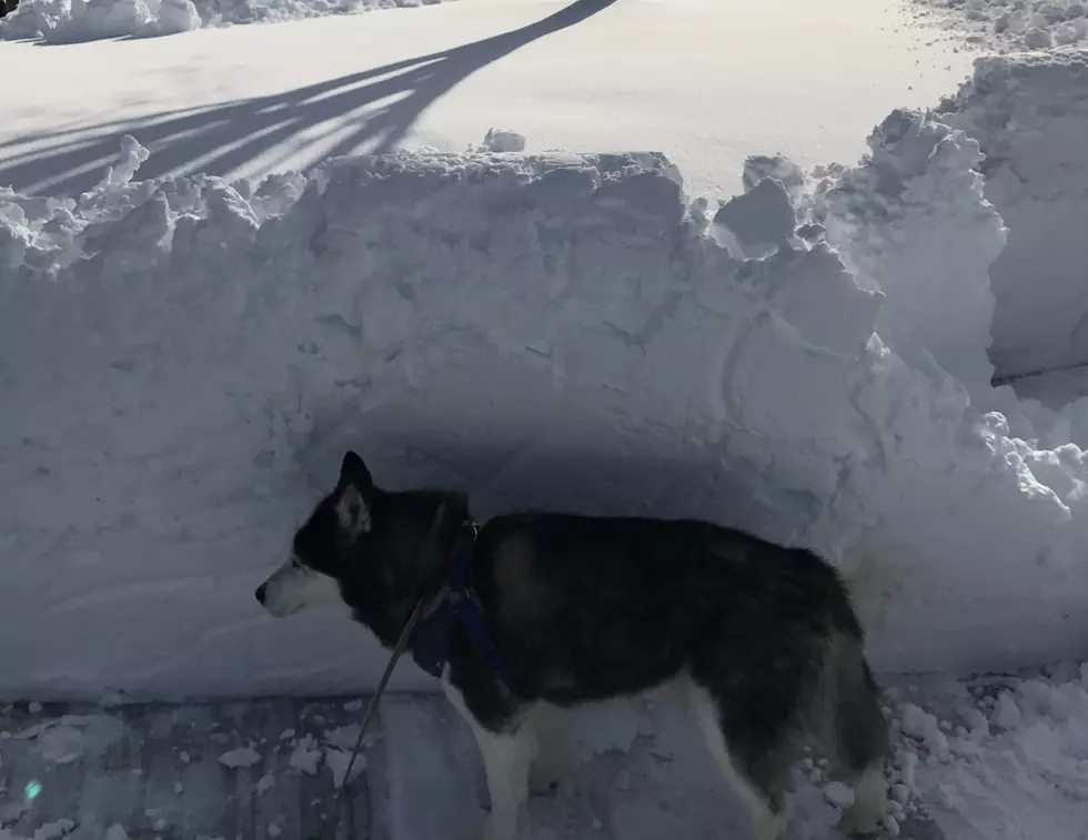 Dog's First Maine Snow