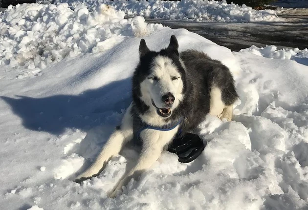 WATCH: A Florida Husky In Maine [Video]