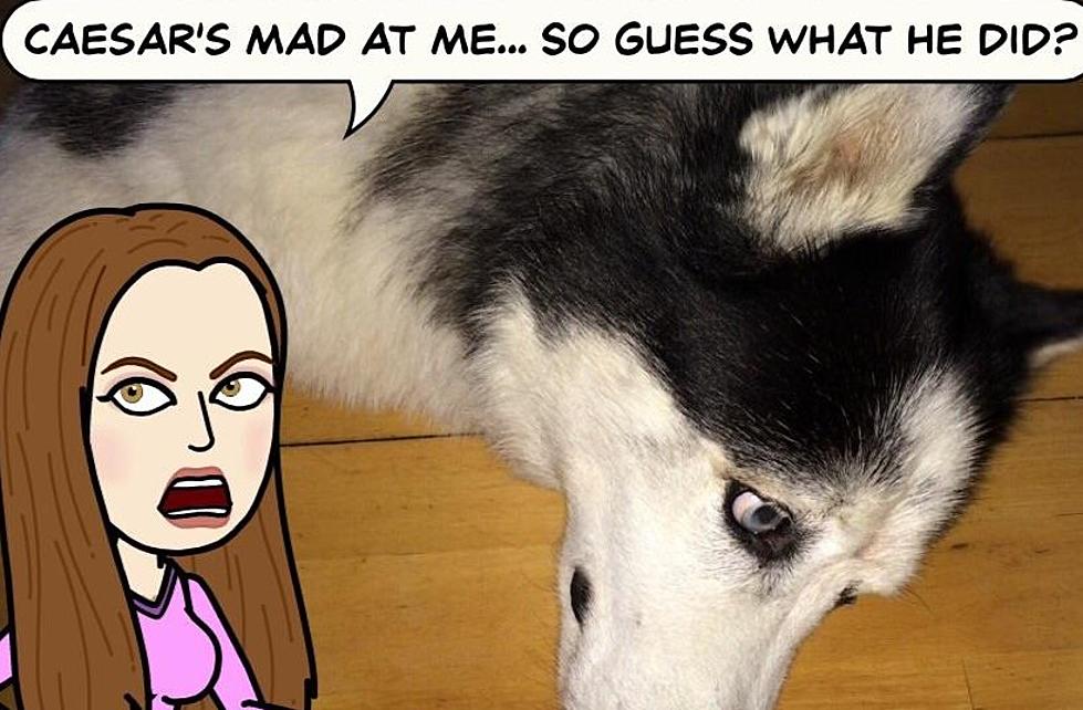 Do Your Dogs Have Real Feelings?: How To Read Their Body Language