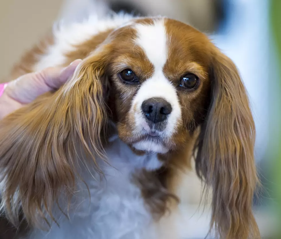 WATCH: Snoring Dog Gets A Dose Of His Own Medicine [Video]