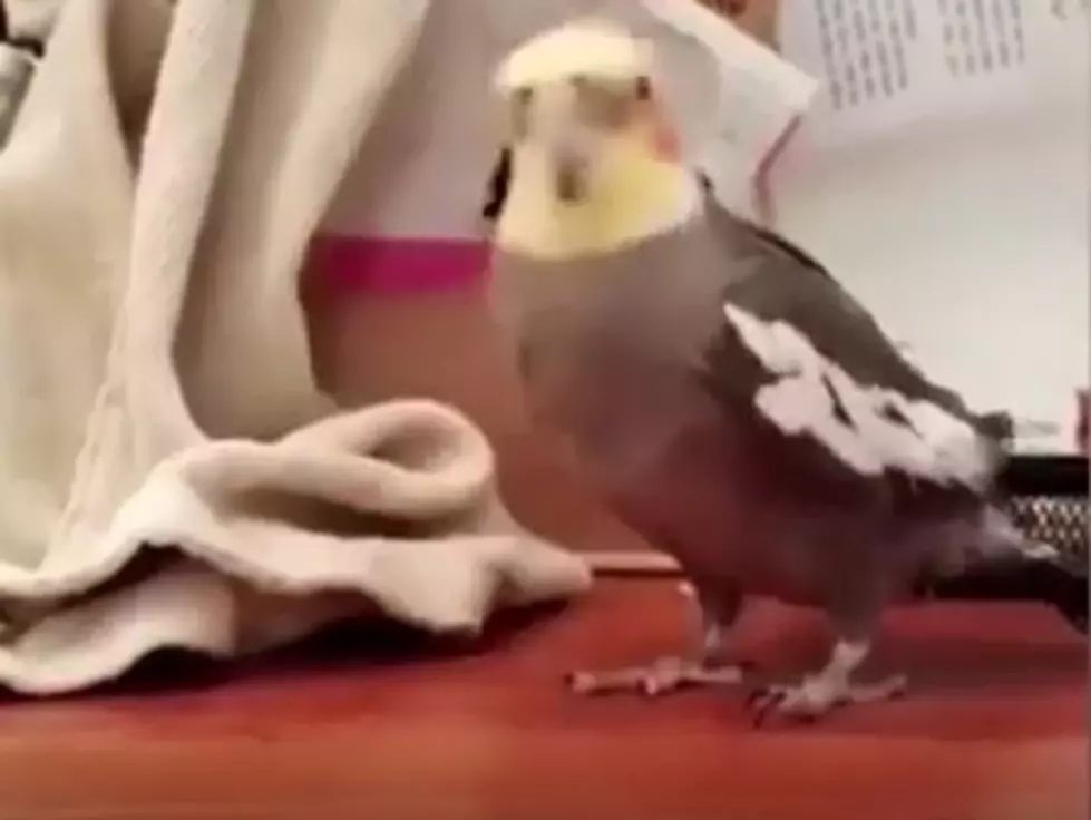 Watch Pet Bird Sing ‘Addams Family Theme’ [VIDEO]