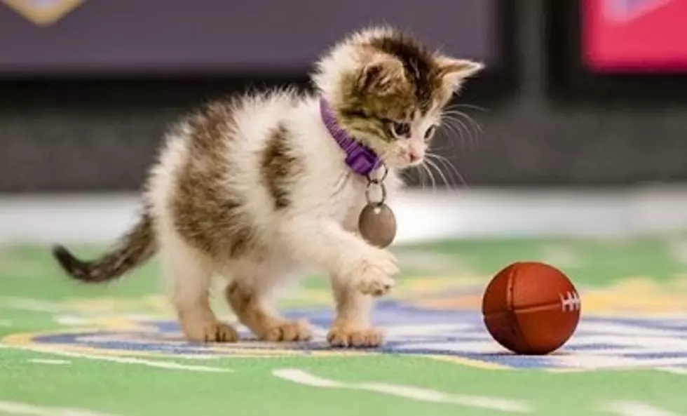 WATCH: Aaron’s Animals Puppies Vs. Kittens Bowl [Video]