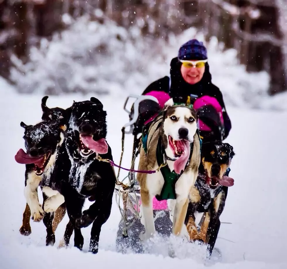Get Ready For The Laconia Sled Dog Races!