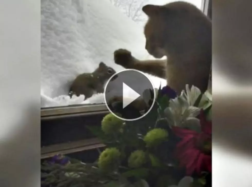 WATCH: Showdown Between Rumford Maine Cat And Squirrel [Video]