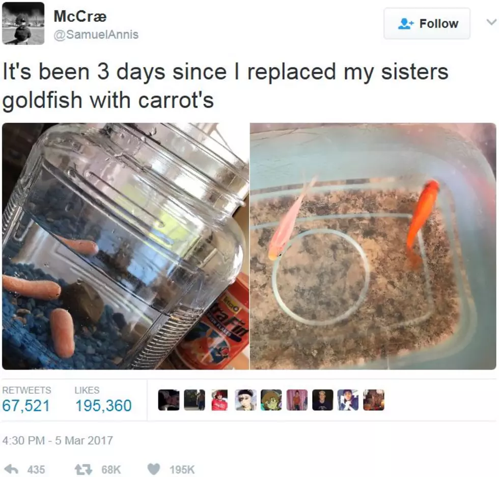 Goldfish Carrot Prank Has Twitterverse Waiting For An Update