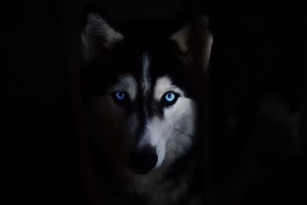 Update On Dakota The Husky: There’s Still Hope