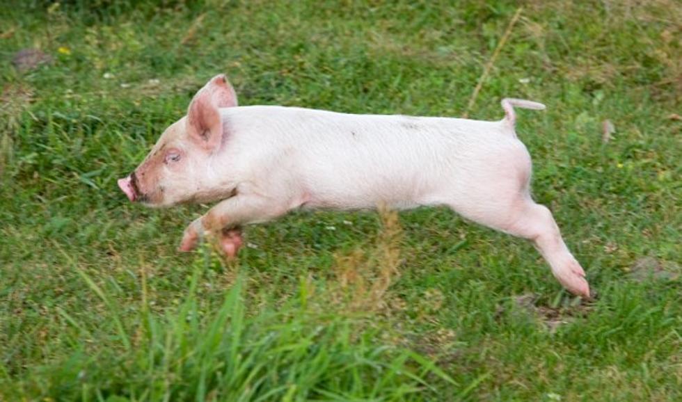 Falmouth, Maine Police Officer Chases a Runaway Pig