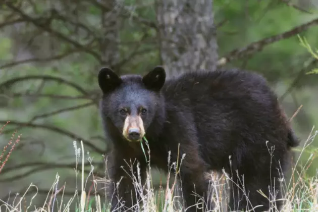 UPDATE: NH Bears Will Not Be Euthanized