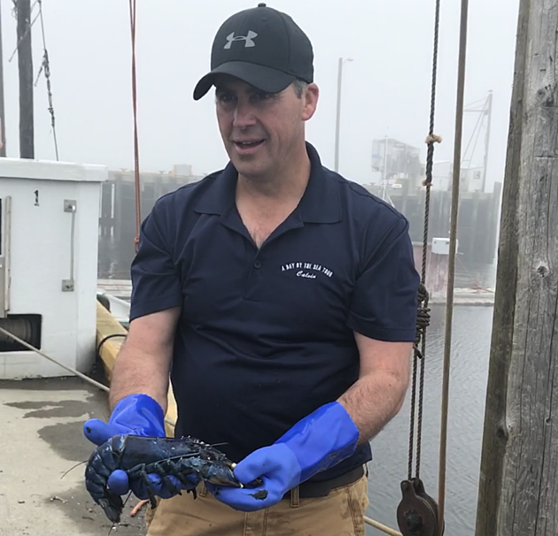 Nova Scotia: Have You Ever Seen Blue Lobsters Before? [VIDEO]