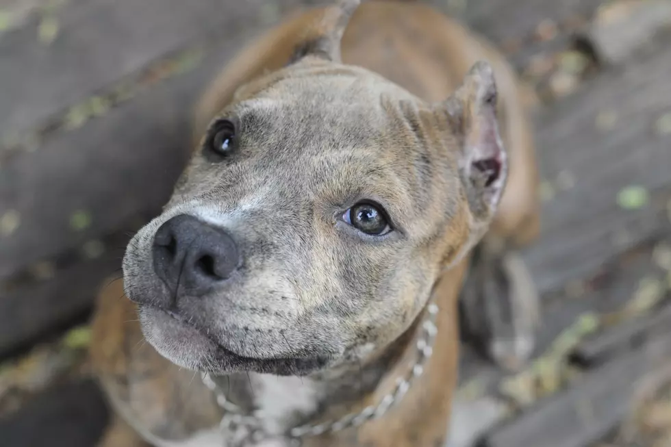 This New England City Is Considering A Ban On Pitbulls After Child’s Death