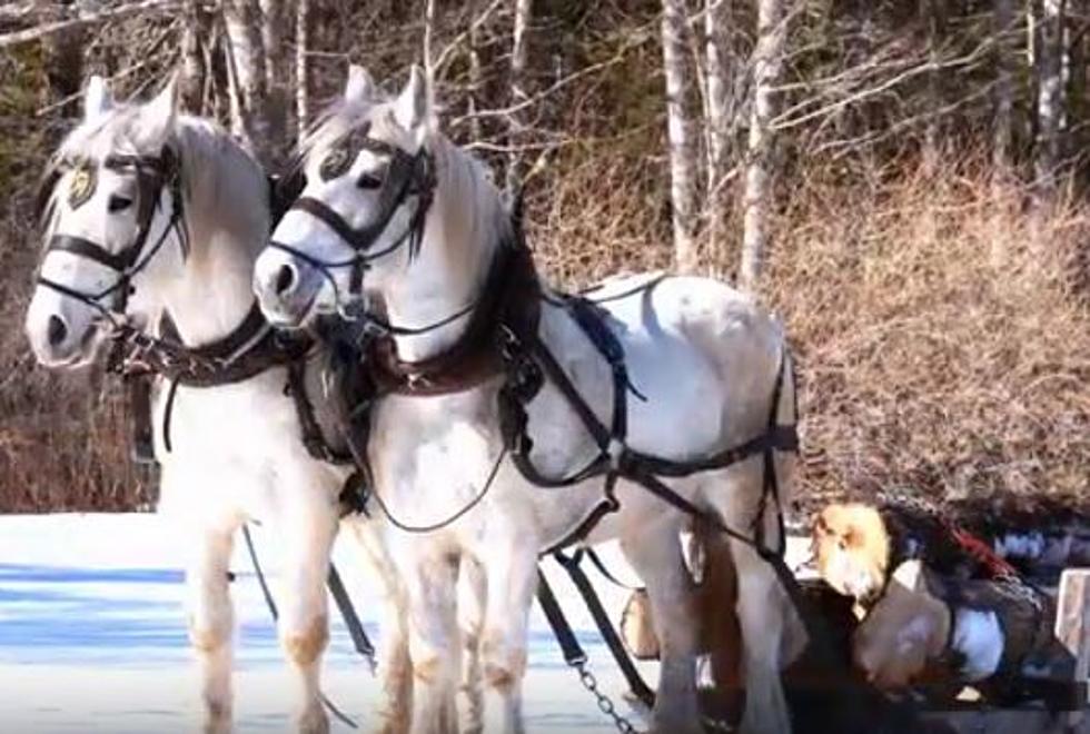 Maine Coast Christmas Is A Winter Wonderland [VIDEO]