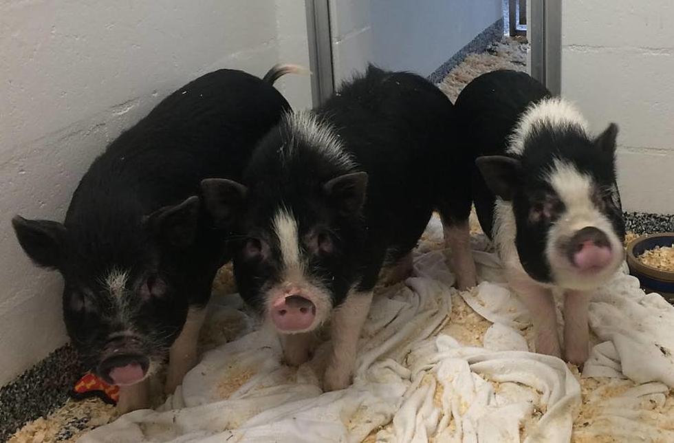 These Three Little Pigs Need A New Home, Preferably Brick