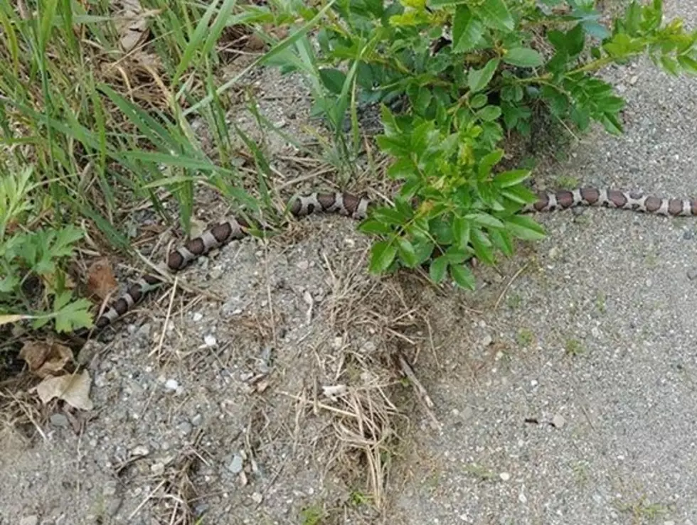 EEK! Look At The Size Of This Snake In Belfast, Maine