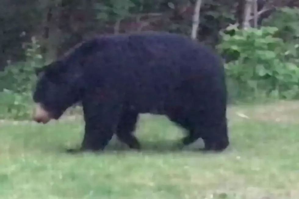 Watch This Bear Take A Casual Stroll Through A NH Backyard