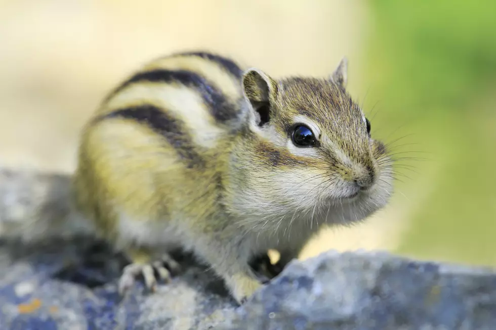 See An Adorable Chipmunk Tea Party In Kennebunk
