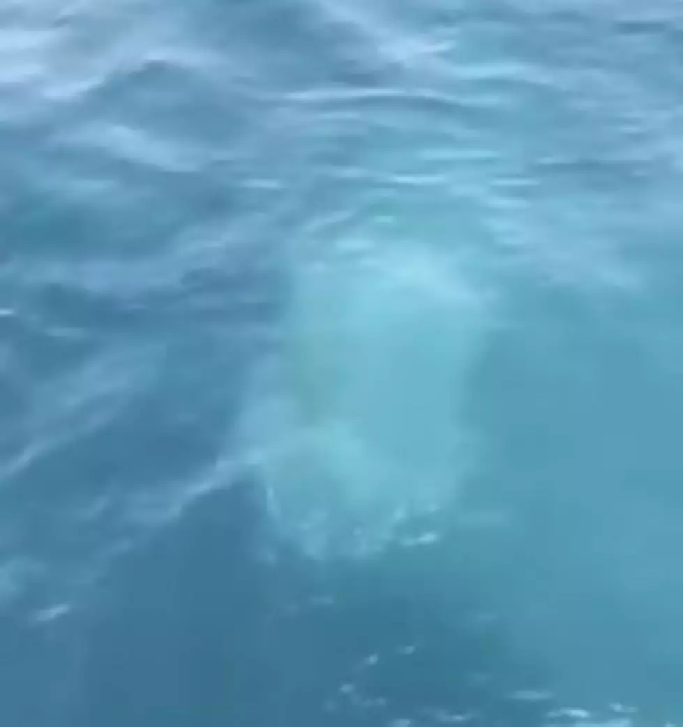 WATCH: Is That A Great White Shark Off The Coast Of Boothbay Harbor, Maine?