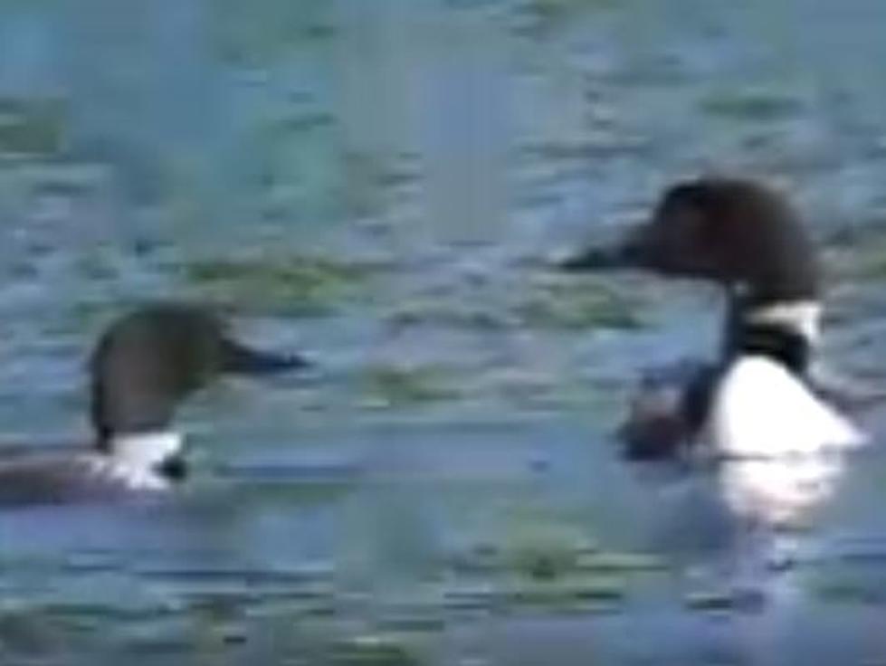 Watch These Two NH Loons Fight Each Other In An Epic Water Battle