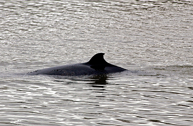 Minke Whale Sighting Off Of Cape Elizabeth, Maine [VIDEO]