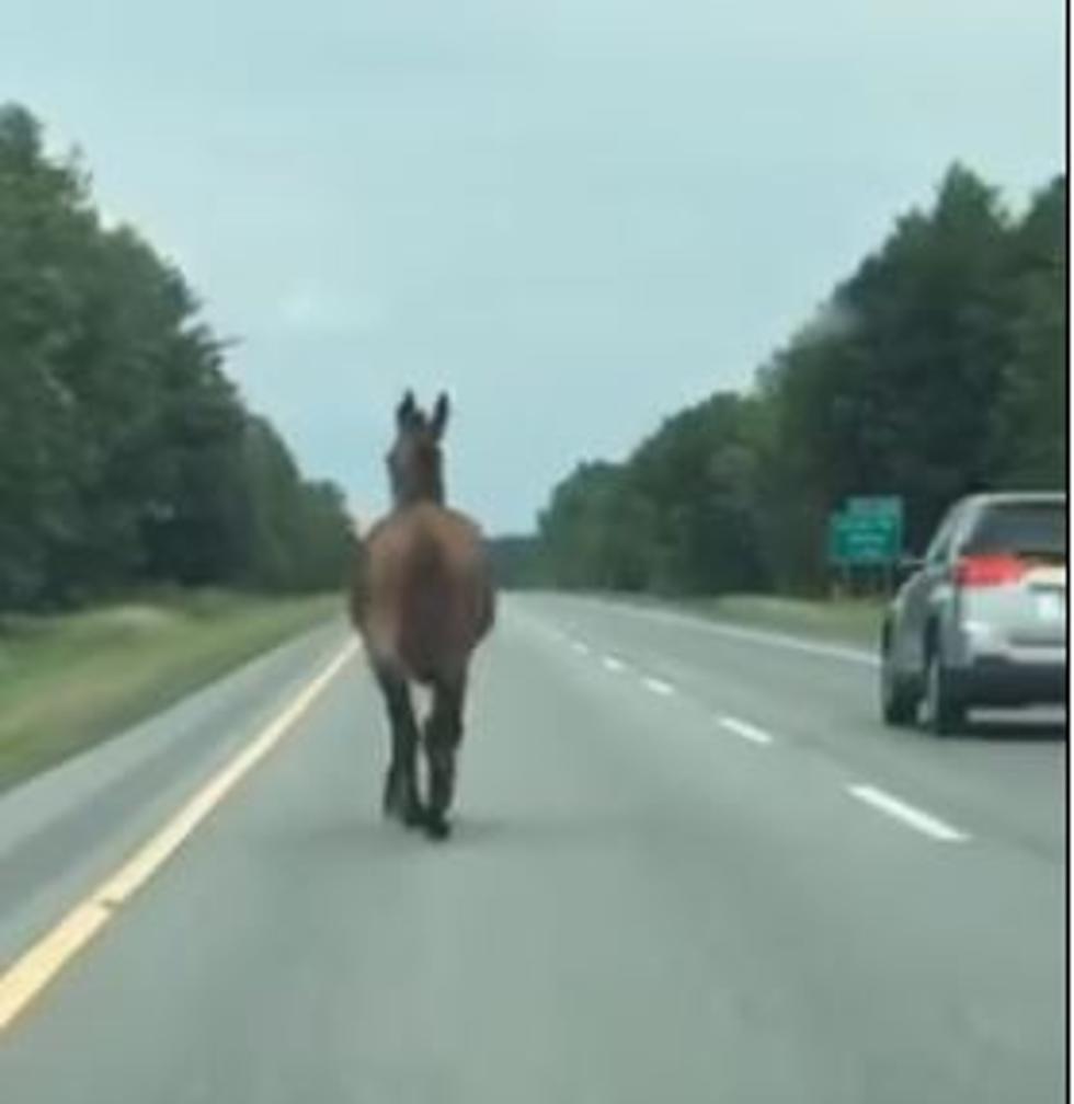 Watch A Mule Running Down A Highway In Sidney, Maine