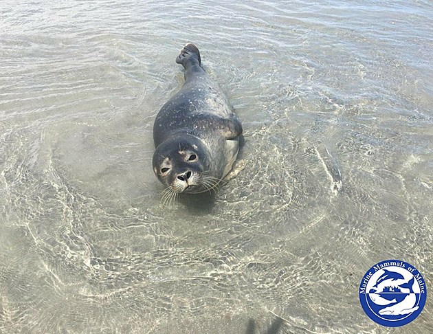Seal Rescue Draws A Crowd At York, Maine Beach