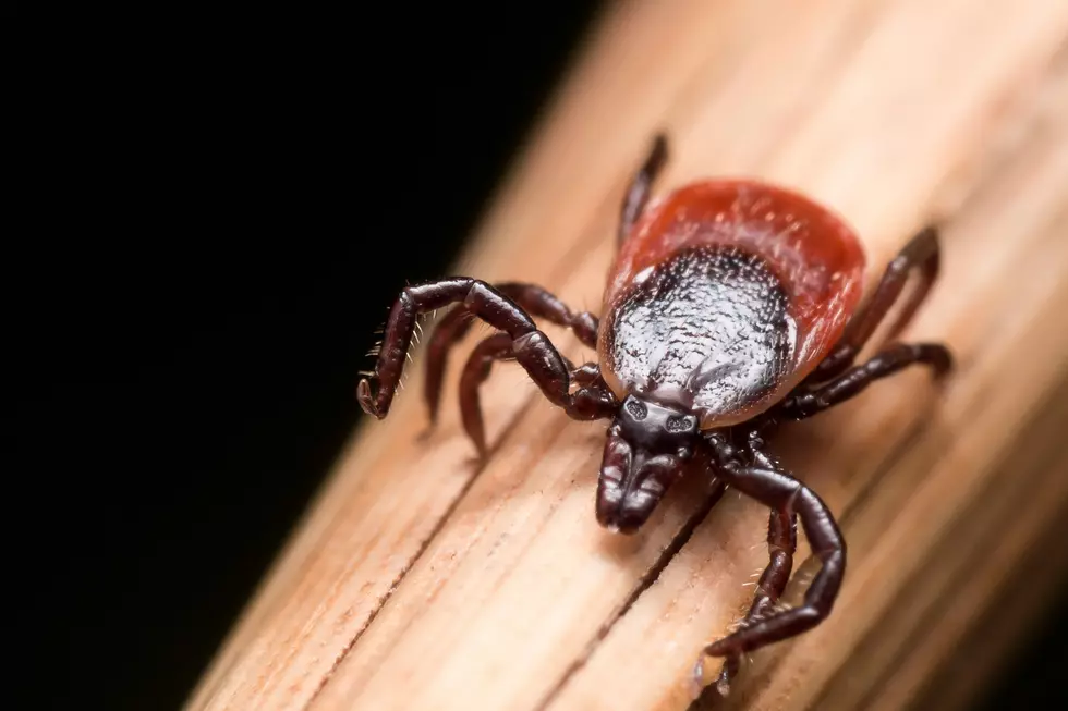 Good News, Mainers: Ticks Laying Low in High Heat