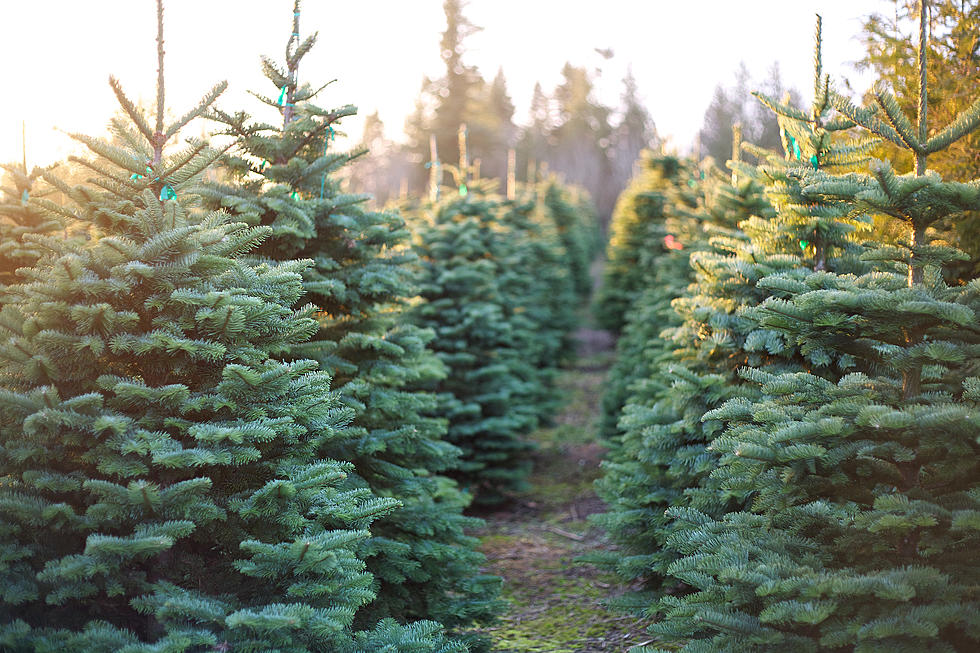 Here&#8217;s How To Tell If You&#8217;re Picking Out the Right Tree