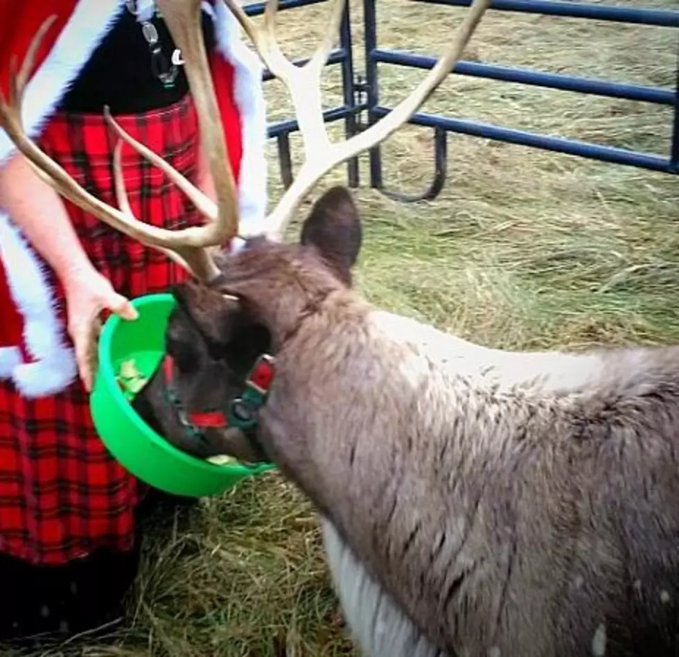Does Santa Get His Reindeer From This Vermont Farm?