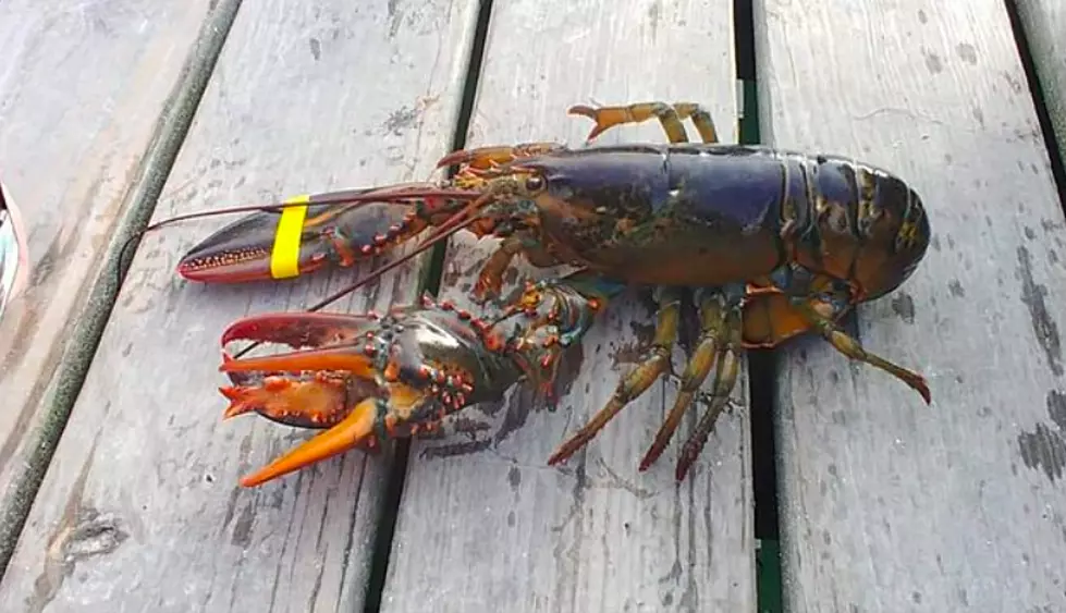 Here&#8217;s Hoping You Get This Hulk-Clawed Lobster On Your Plate