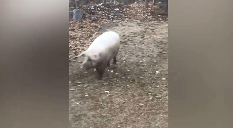 Runaway Pig Spotted Wandering Around In Kittery
