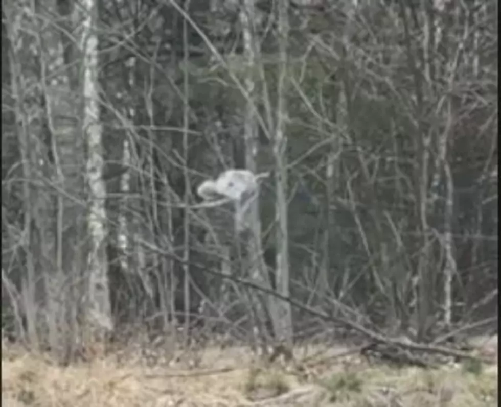 Is This A Camel Or A Giraffe On The Side Of The Road In New Hampshire?