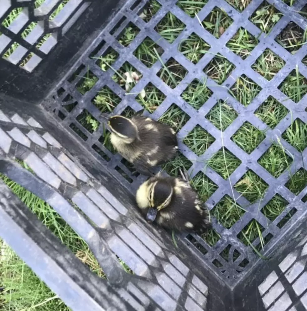 New England Fire Dept. Saving Ducklings Will Make Your Day