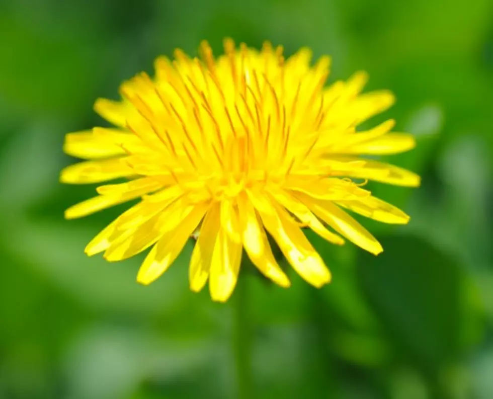 Do New Englanders Really Pick And Eat Wild Dandelions?