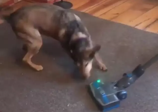 Why Does AJ&#8217;s Dog HATE The Vacuum Cleaner?