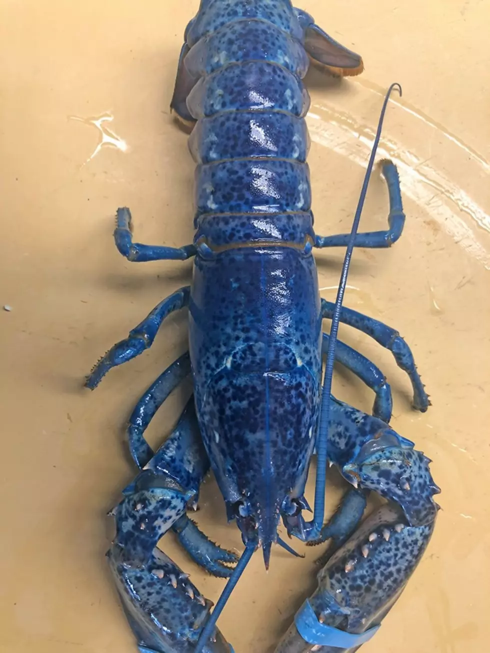 Feast Your Eyes On This Rare, Bright Blue Lobster