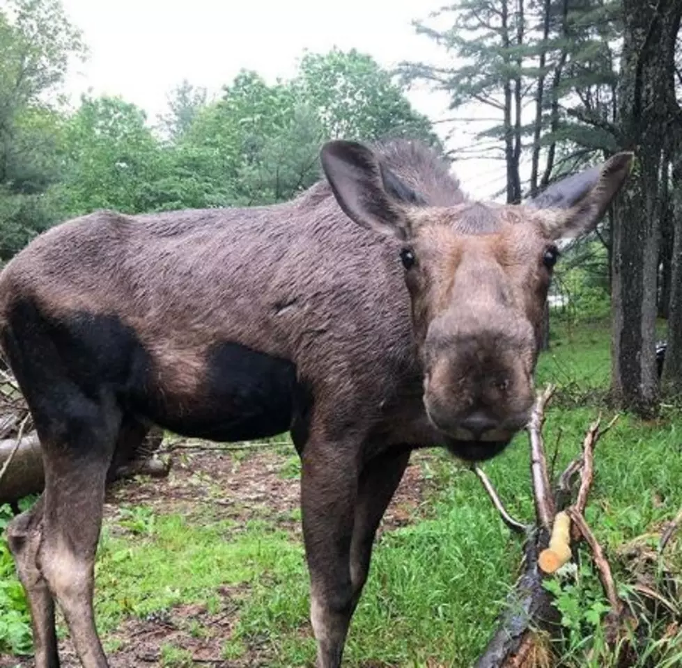 Maine’s Maggie The Moose Only Wants One Thing For Her Birthday