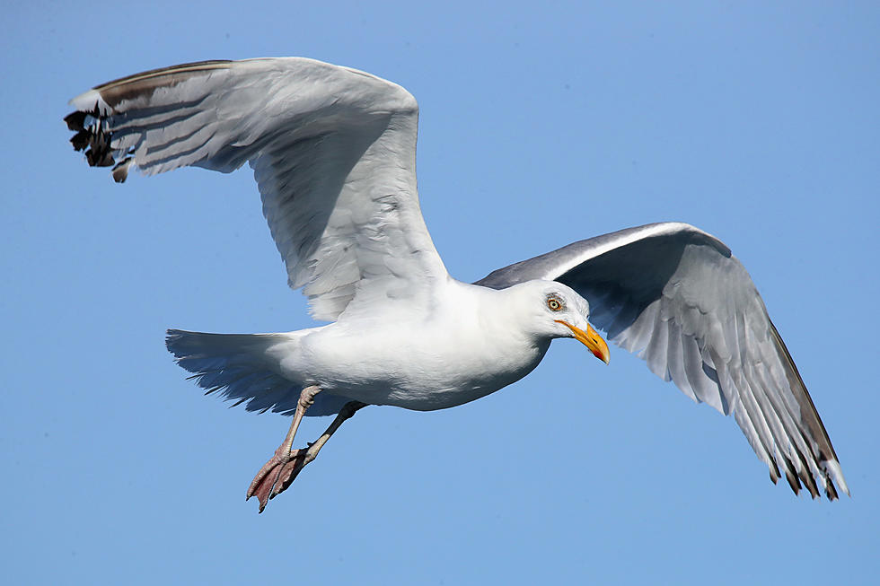 A Maine Seagull Stealing A Tourist&#8217;s Lobster Roll Is The Most Epic Thing You&#8217;ll Ever See