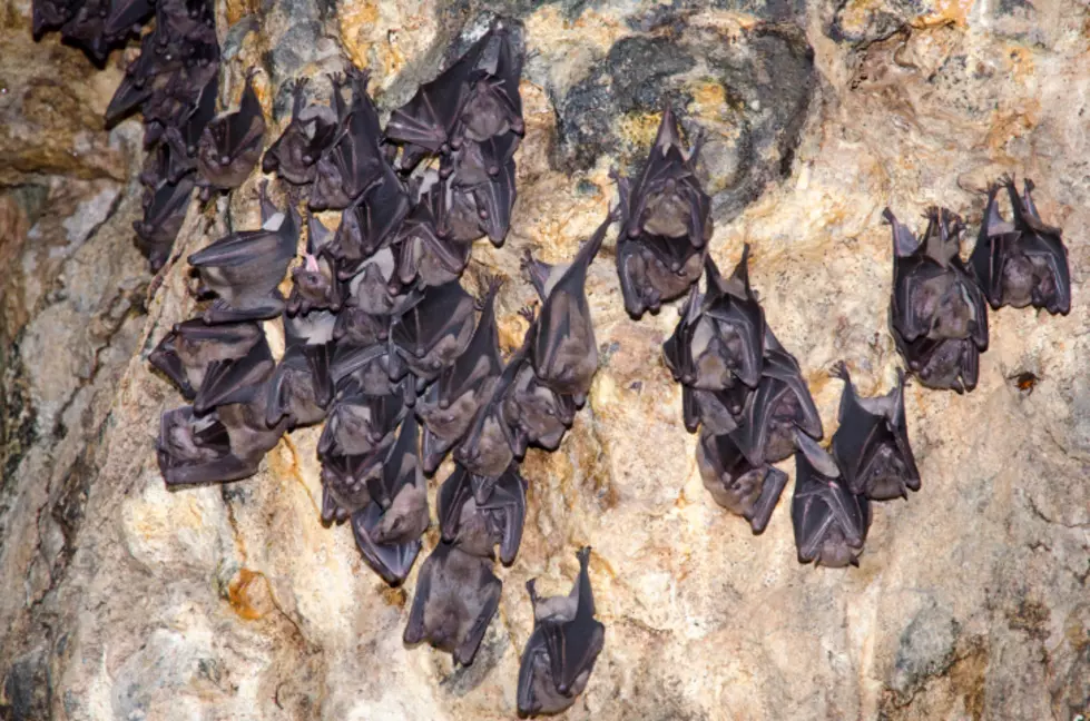 Maine CDC Is Warning Of Rabid Bat In Portland
