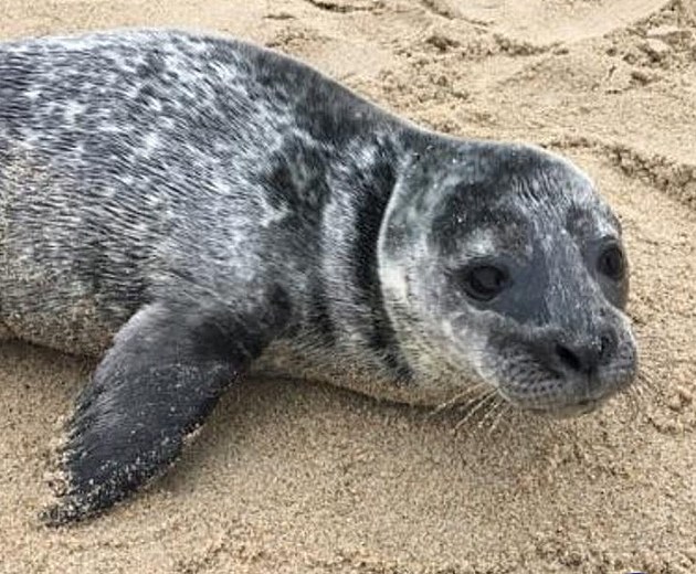Abandoned Scrawny Maine Seal Is Now A Fat New Yorker [SEE PICS!]