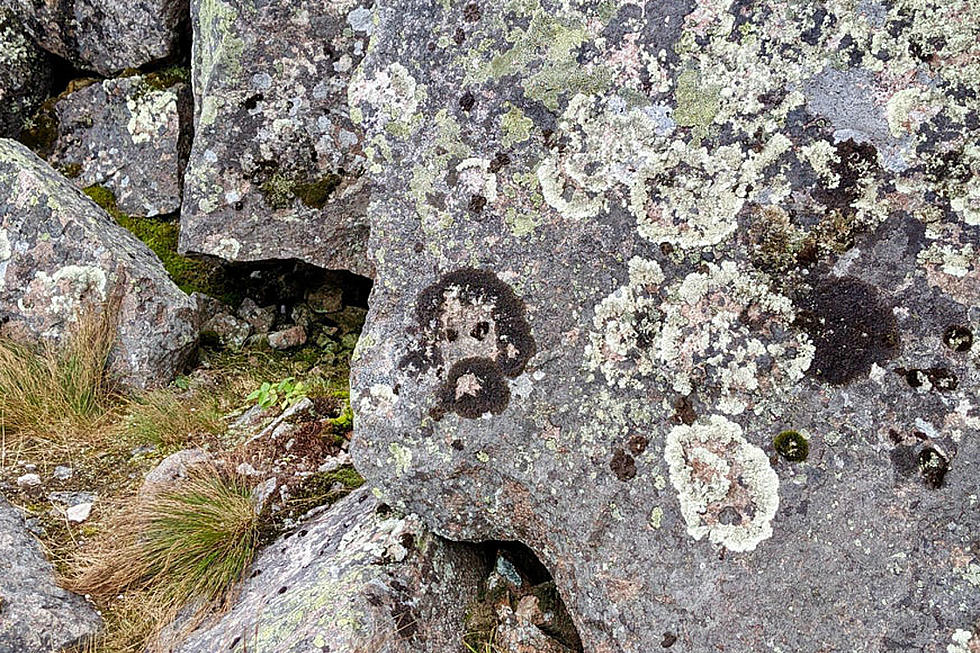 Does This Growth On Mount Katahdin Look Like Famous Painter Bob Ross To You?