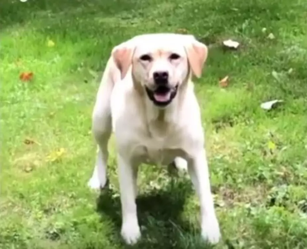 Stella, The Yellow Lab From Freeport Is Selling Fashionable Socks