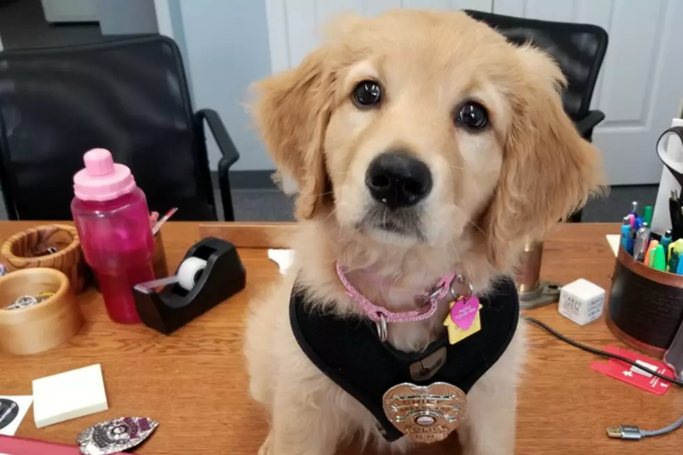 Meet The Newest Member Of This NH Police Department
