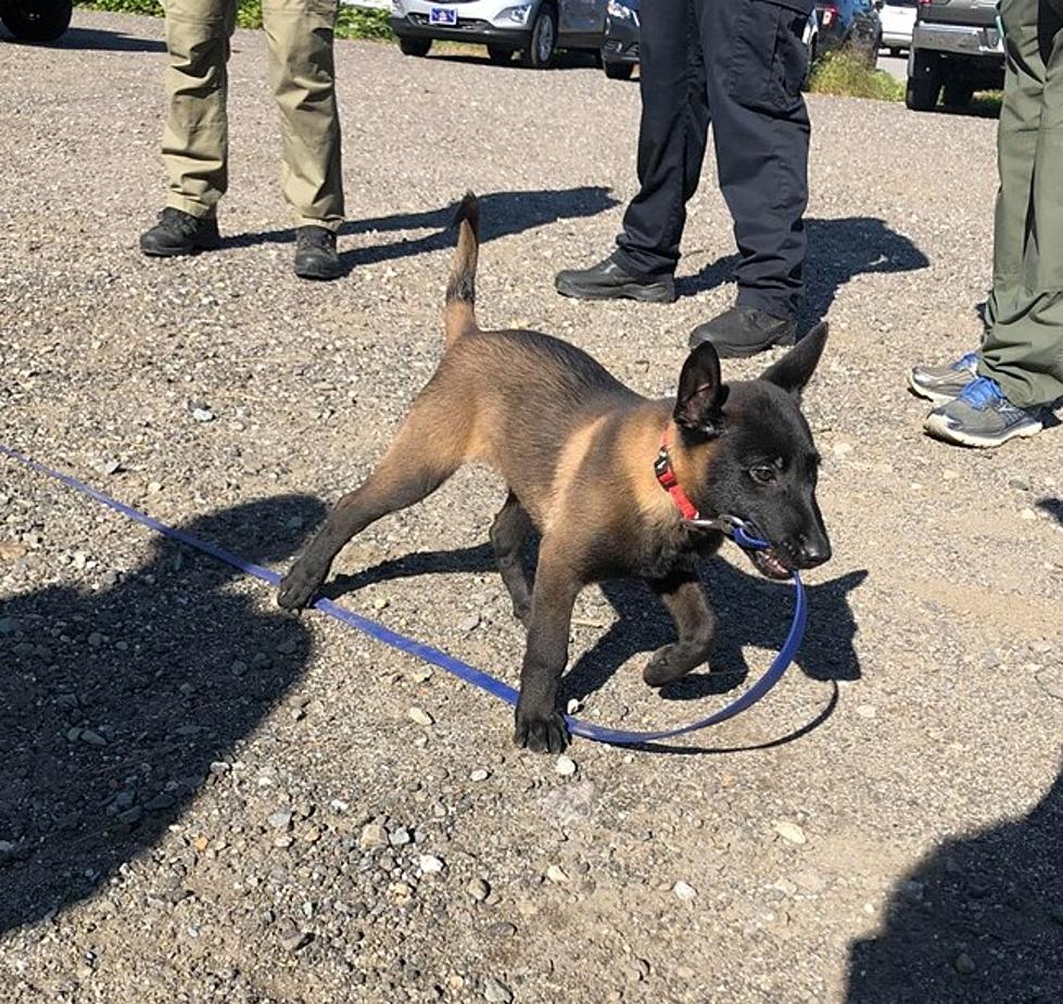 Scarborough Maine Police Department&#8217;s Newest Recruit Is The Cutest Thing You&#8217;ll See Today
