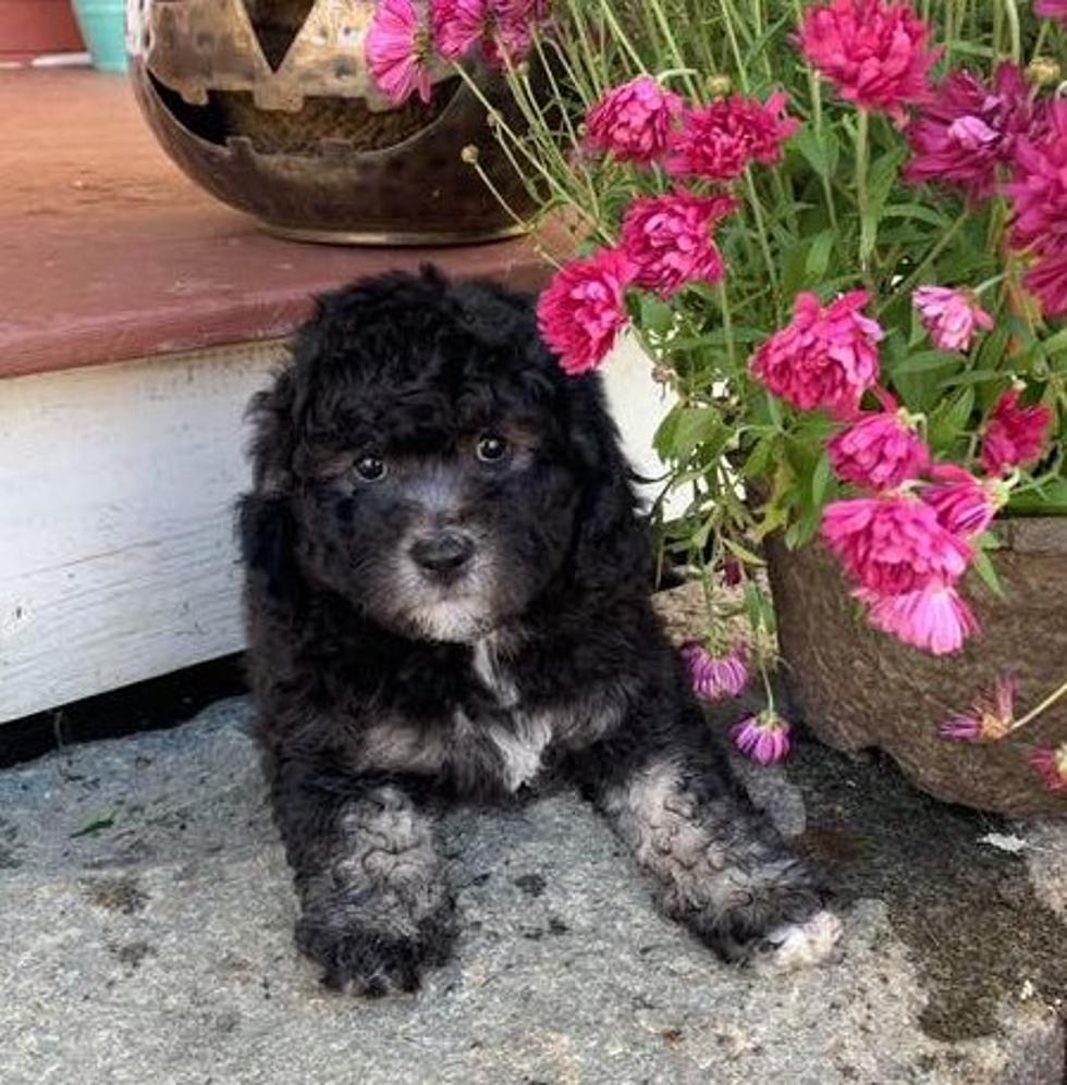 Scarborough Maine Police Department Has Chosen A Name For Its Cute New Support Dog