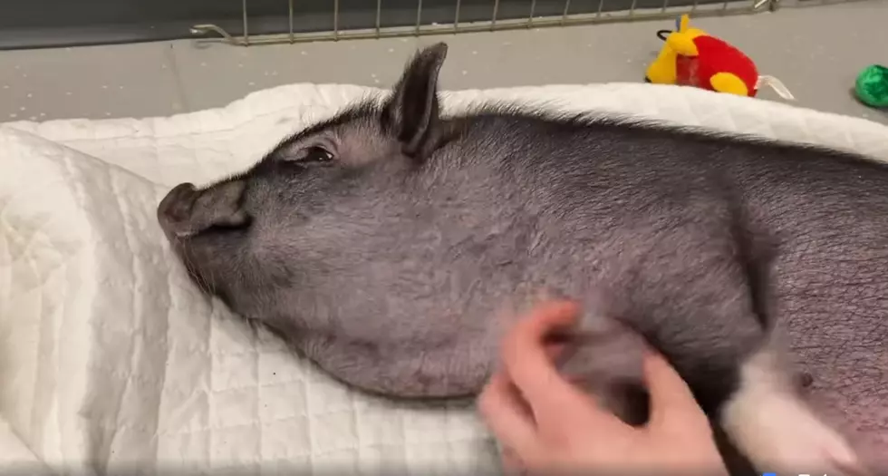 Adorable Potbellied Pig Looking for a New Home in Maine