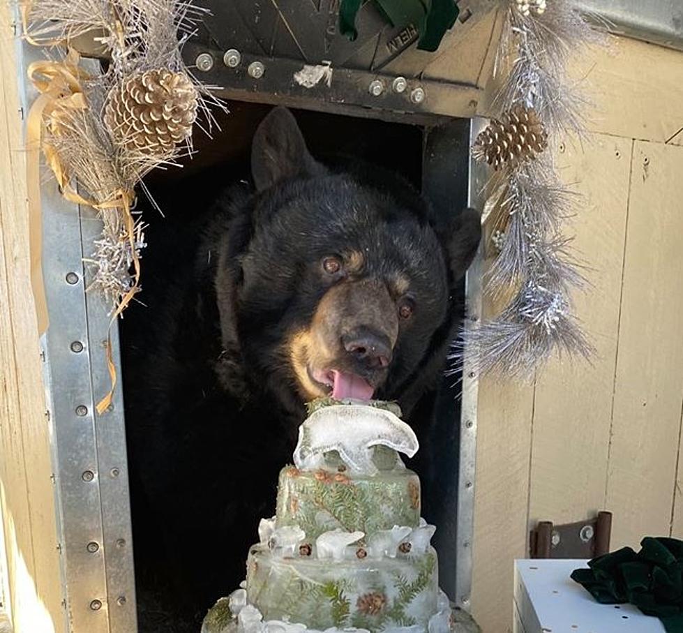 Victoria The Bear Celebrates Her Birthday At Clark&#8217;s Trading Post In New Hampshire