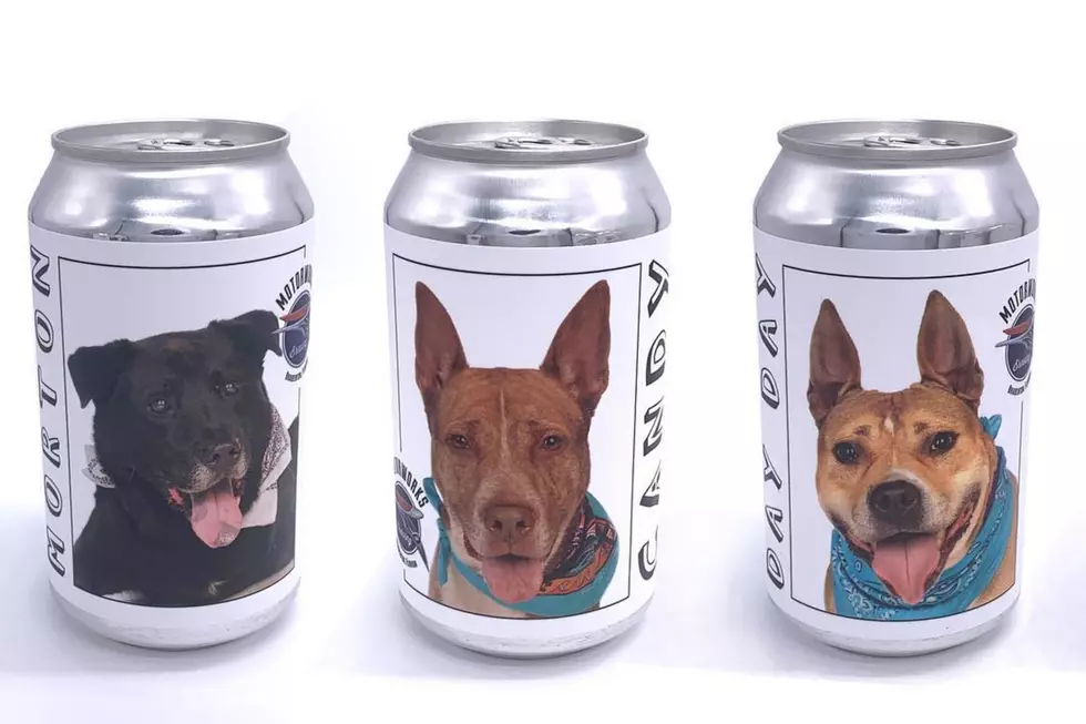 A Brewery Is Putting Adoptable Dogs On Their Cans Of Beer