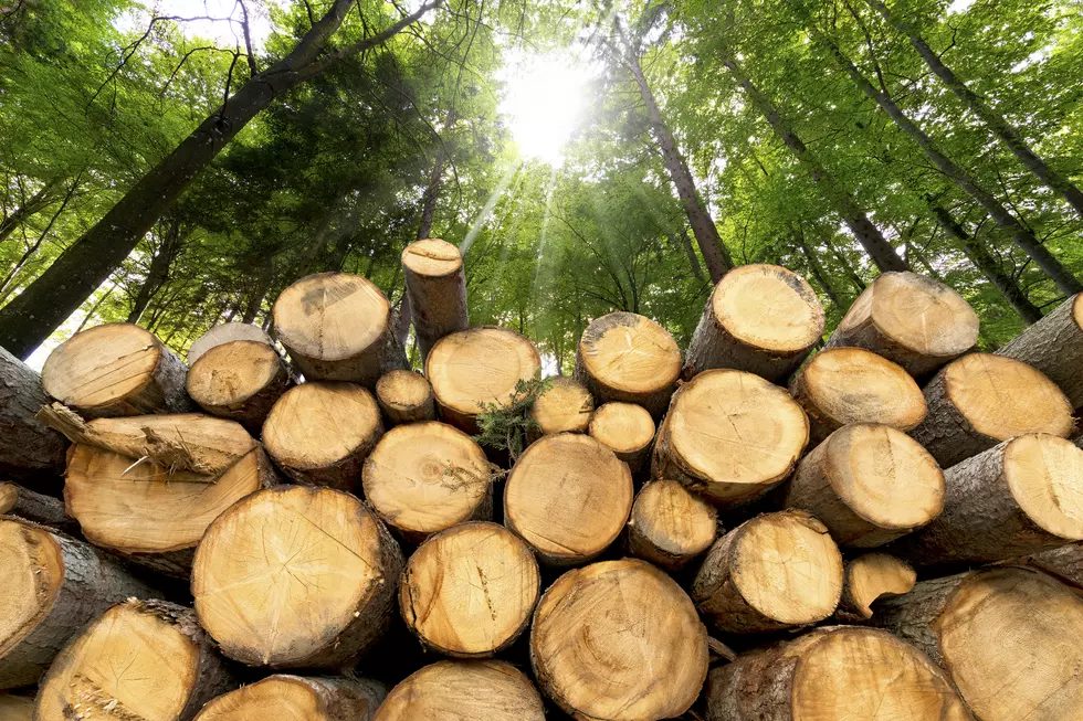 Why Is Out-Of-State Firewood Illegal In Maine?