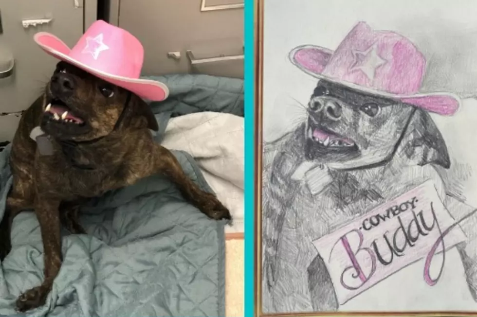 Animal Shelter Will Badly Draw Your Pet For A Small Donation