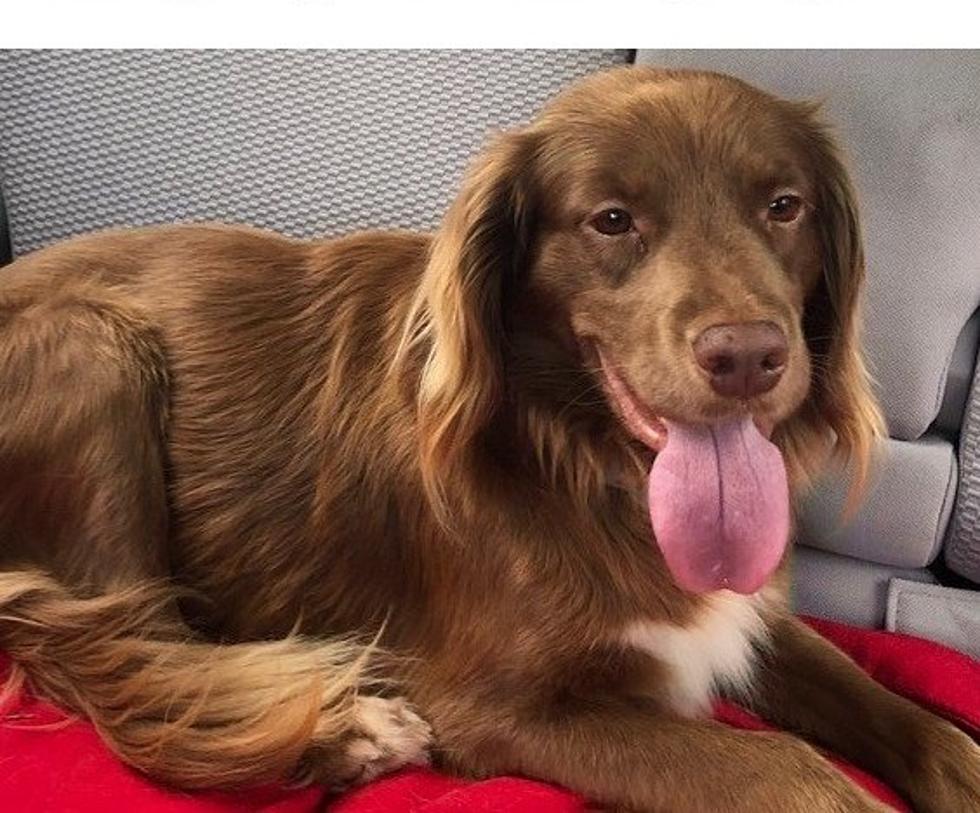Worried Family Searching For Spaniel Mix In Concord, New Hampshire