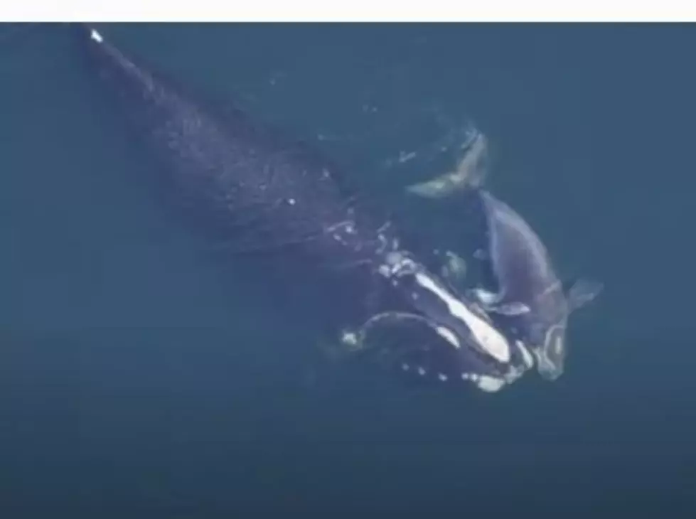 From The Comfort Of Home: Visit Right Whales At The New England Aquarium